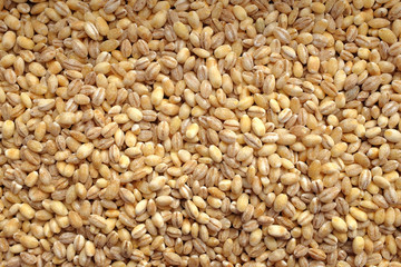Pearl barley background