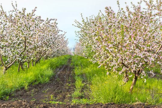 Blooming apple orchard on a sunny May evening