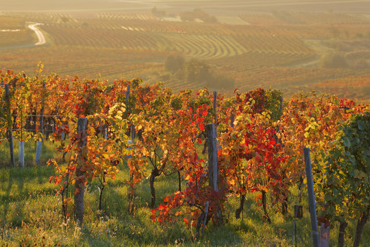 Austria, Burgenland, Oberpullendorf District, Blaufraenkischland, Neckenmarkt, vineyards in autumn