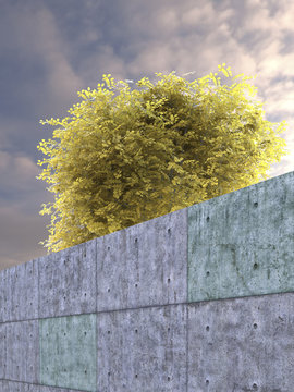 Robinia pseudoacacia umbraculifera behind concrete wall, D Rendering