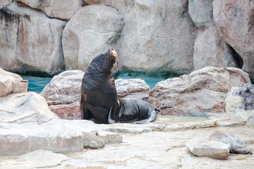 Obraz premium Sea lion mammal aquatic coasts of south africa atlantic ocean. Show in the Safari world open zoo Thailand.