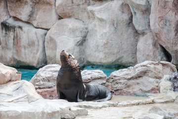 Sea lion mammal aquatic coasts of south africa atlantic ocean. Show in the Safari world open zoo Thailand.