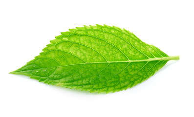 green leaves on a white background