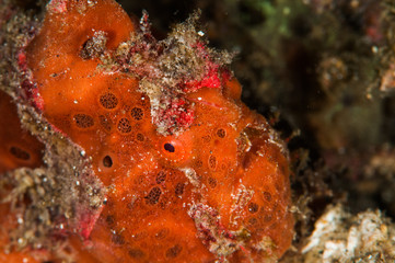 scuba diving lembeh indonesia painted frofish underwater
