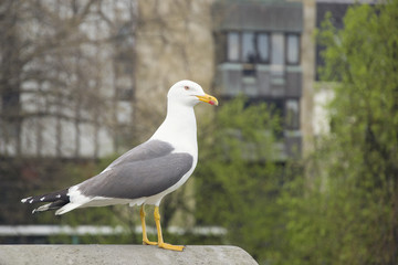 Seagull in capital city of Scotland