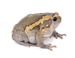 Chubby frog on white background