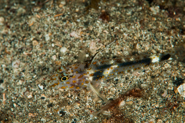 Obraz na płótnie Canvas scuba diving lembeh indonesia blocthed goby