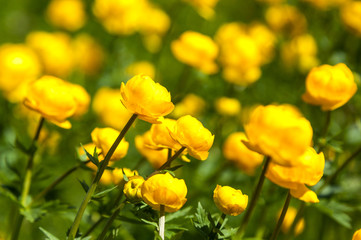 yellow flowers italmas