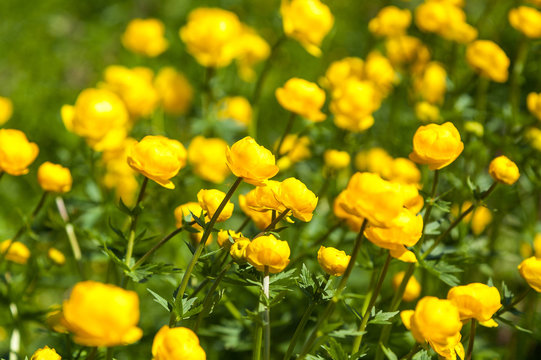 Fototapeta yellow flowers italmas