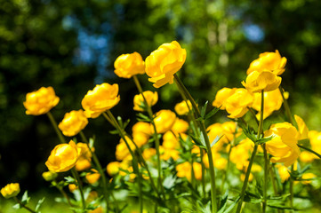 Obraz premium yellow flowers italmas
