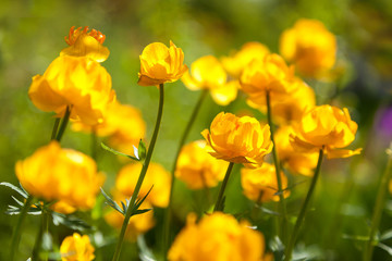 Obraz premium yellow flowers italmas