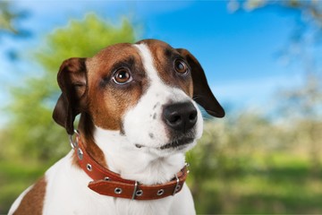 Dog, isolated, cute.