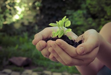 Sprout plants in human hands