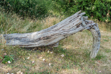 Log At Seward Park
