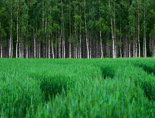 Green wheat field with grove of birch trees