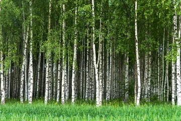 Foto op Plexiglas Bosje van berkenbomen © Pink Badger