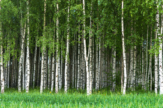 Fototapeta Grove of birch trees