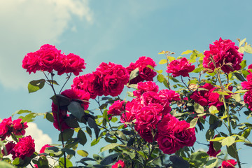 beautiful bush of red roses, colorised image