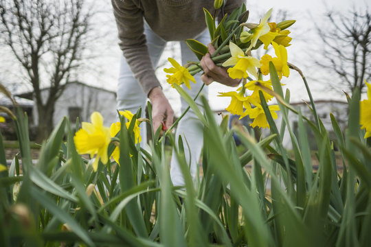 Germany, Zons, woman picking yellow daffodils