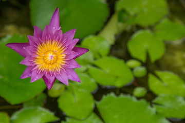 Violet Lotus Flower