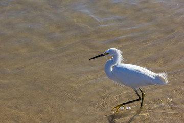 Garça branca na água.