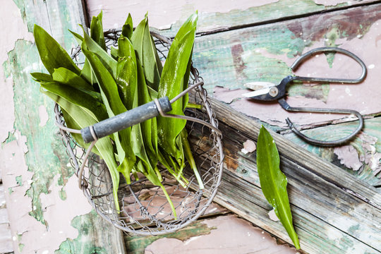 Wild garlic, Allium ursinum, in wire basket