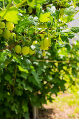 Gooseberry bush with berries and green leaves