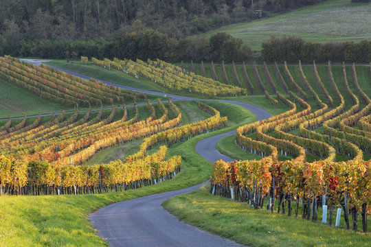 Austria, Burgenland, Oberpullendorf District, Neckenmarkt, road and vineyard in autumn
