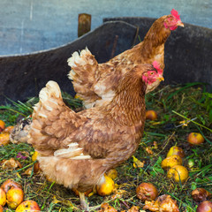Hens feeding on home waste compost