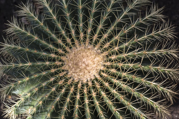 The details of a round cactus