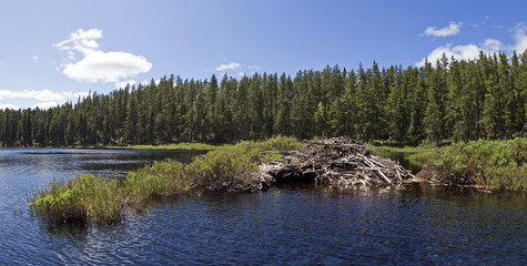 Beaver house on wild canadian lake