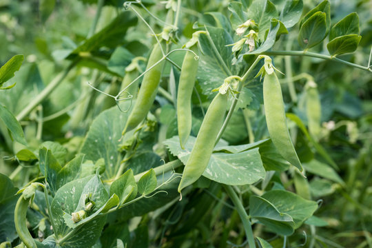 Ripe green peas in a garden
