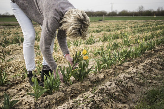 Germany, Zons, woman picking tulips on a field