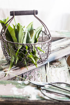Wild garlic, Allium ursinum, in wire basket