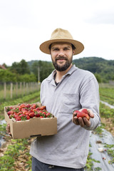  Young farmer in a strawberry field presenting his harvest, red