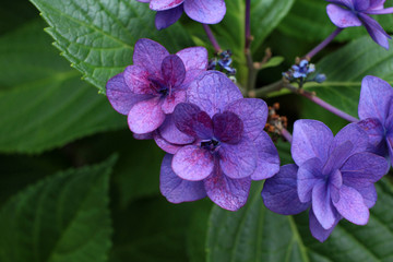 Hydrangea