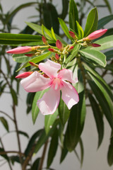 Closeup of a beautiful pink flower of the oleander