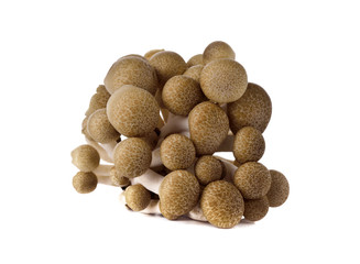 Fototapeta na wymiar shimeji mushroom, brown beech mushroom on white background