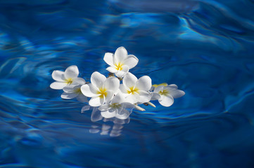 frangipani spa flowers over shiny water background-9