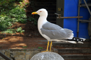 Seagull in Italy Triest