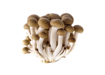 shimeji mushroom, brown beech mushroom on white background
