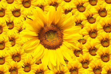 Obraz premium blooming sunflower