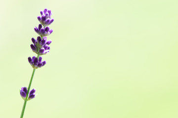 Obraz premium Lavendel solo