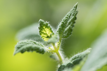 Melisse im Gegenlicht