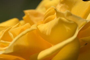Rose in Gelb