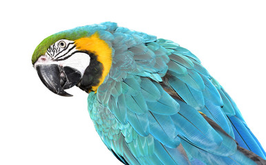 Isolated Blue and Gold Macaw