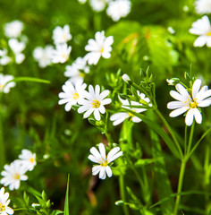 White flowers anemone in forest