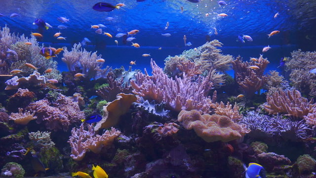 Coral Reef and Tropical Fish in Sunlight. aquarium