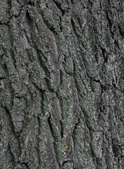  Tree bark texture background