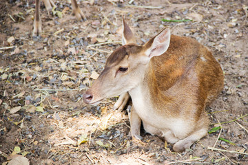 A young deer sitting in the park